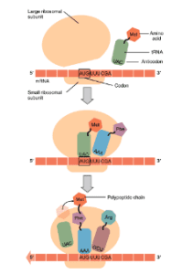 AP Biology slyacademy.com